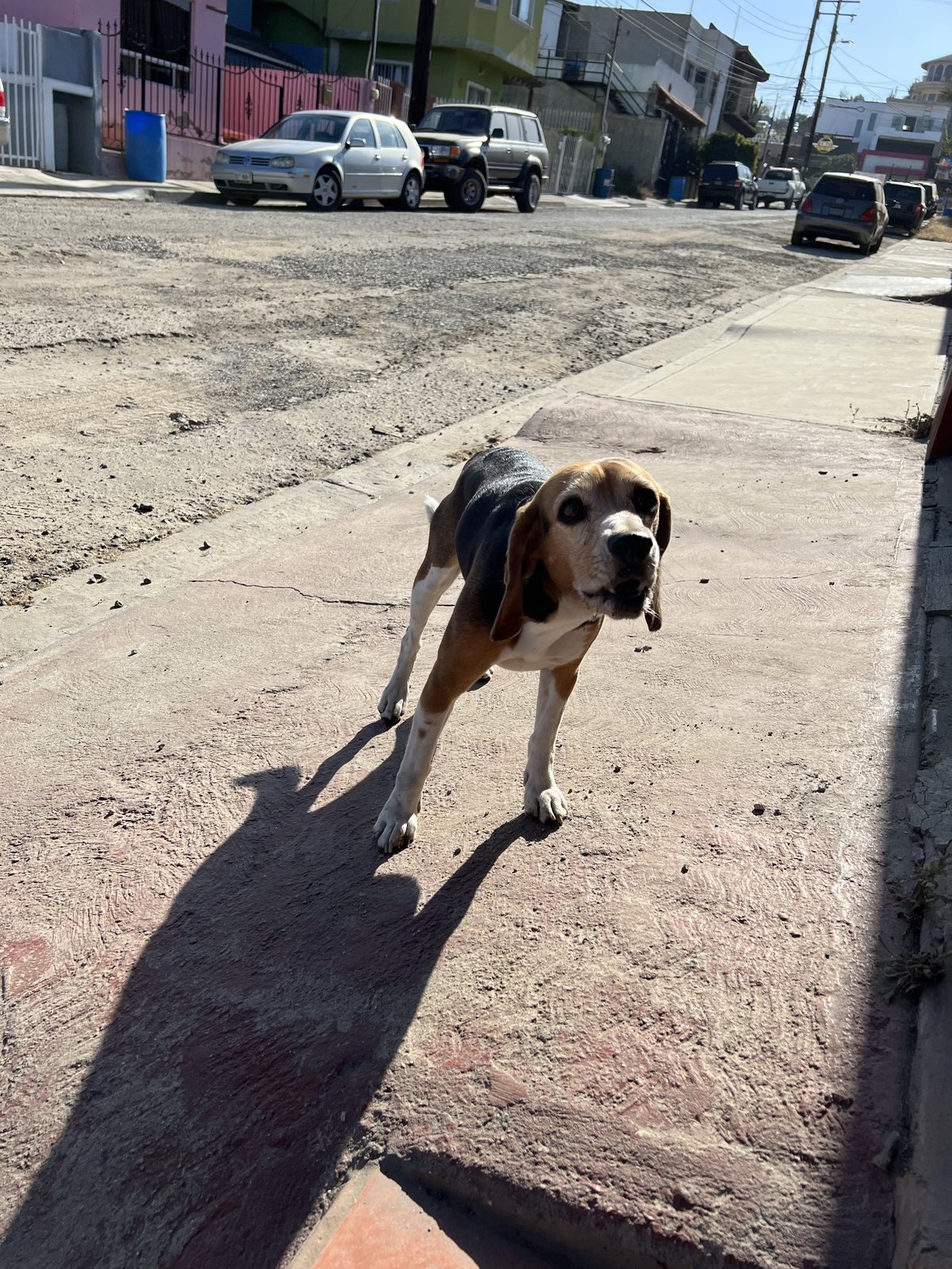 A tricolor hound with floppy ears stands in bright sunlight on a cracked Mexican sidewalk casting a long shadow, with parked cars and a rough unpaved stretch of street behind it.